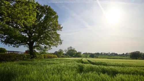 Green wheat fields tramlines trees calow This landscape photograph shows green wheat fields with clear tramlines running through them in Calow, a rural area known for its agricultural landscape. The image captures the scene in the late afternoon during spring, with the sun positioned high in the sky, casting light across the fields and highlighting the vibrant green wheat. Mature trees mark the field boundaries, contributing to the rural character of the location and framing the agricultural land. In the background, distant hedgerows and a few buildings are visible, providing context to the countryside setting. The photograph emphasises the agricultural activity typical of Calow, with wheat production evident across the expansive fields.